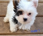 Small #4 Yorkshire Terrier