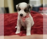 Puppy Opal Bernedoodle (Miniature)