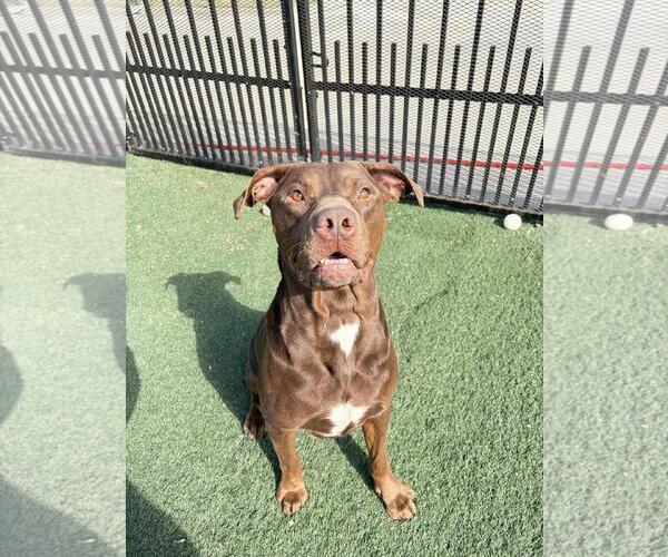 Medium Photo #7 Labrador Retriever-Unknown Mix Puppy For Sale in Rockwall, TX, USA