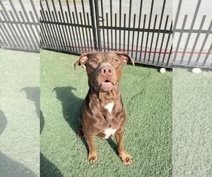 Chopo-$75 Adoption Fee! Diamond Dog! - Male Labrador Retriever-Unknown Mix Dog for Adoption - Photo #7