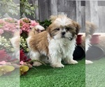 Small #5 Shih Tzu