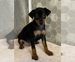 Small #1 Miniature Pinscher