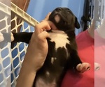 Small Photo #10 American Pit Bull Terrier Puppy For Sale in ZANESVILLE, OH, USA