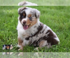 Australian Shepherd Puppy for sale in EASTON, MO, USA