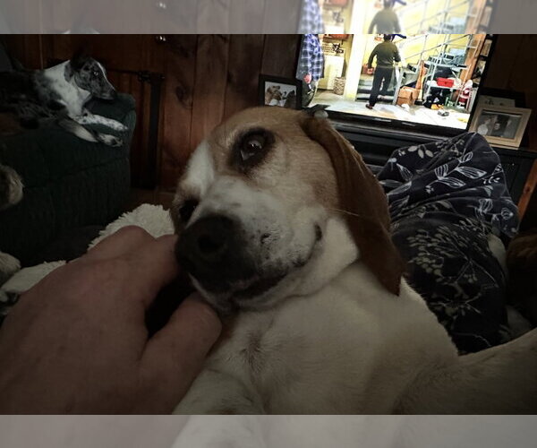 Medium Photo #4 Beagle Puppy For Sale in Alexander, AR, USA