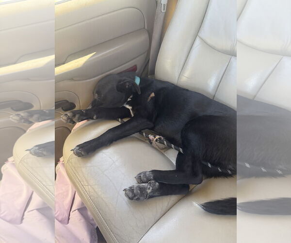 Medium Photo #4 Border Collie-Unknown Mix Puppy For Sale in Royse City , TX, USA