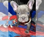 Small Photo #16 French Bulldog Puppy For Sale in SAN BERNARDINO, CA, USA