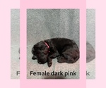 Puppy 10 Labradoodle