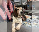 Small #2 Bagle Hound