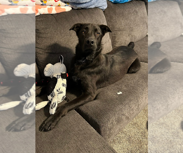 Medium Photo #1 Aussiedor Puppy For Sale in Aurora, IN, USA