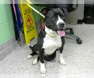 American Pit Bull Terrier-Unknown Mix Dogs for adoption in Murfreesboro, TN, USA