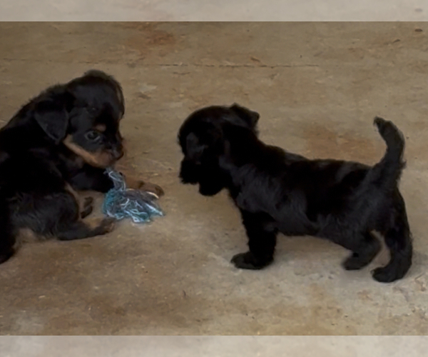 Medium Photo #5 YorkiePoo Puppy For Sale in FLORENCE, SC, USA