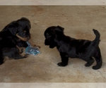 Small #4 YorkiePoo