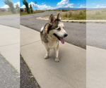 Small #1 Alaskan Malamute