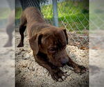 Small #4 American Bulldog-Basset Hound Mix