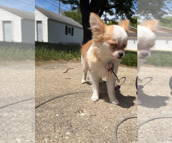 Medium Photo #3 Chiranian Puppy For Sale in Grafton, WI, USA