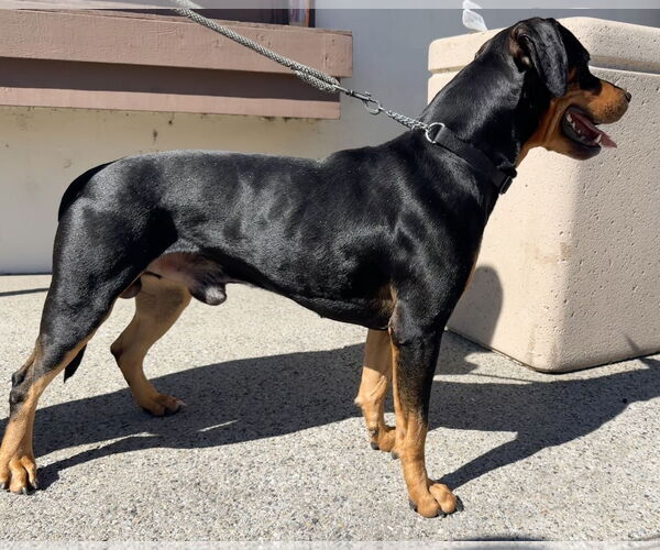 Medium Photo #4 Rotterman Puppy For Sale in Lake Elsinore, CA, USA