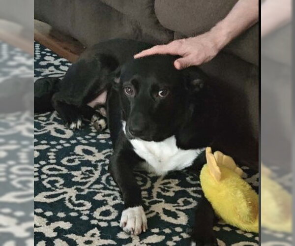 Medium Photo #3 Labrador Retriever-Unknown Mix Puppy For Sale in Sheboygan, WI, USA