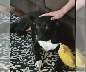 Diesel - COMING SOON! - Male Labrador Retriever-Unknown Mix Dog for Adoption - Photo #3