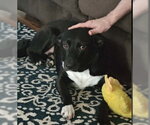 Small Photo #3 Labrador Retriever-Unknown Mix Puppy For Sale in Sheboygan, WI, USA