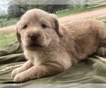 Small Photo #7 Labradoodle Puppy For Sale in FLORENCE, TX, USA