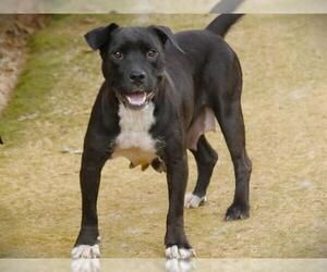 American Staffordshire Terrier-Unknown Mix Dogs for adoption in Tallahassee, FL, USA