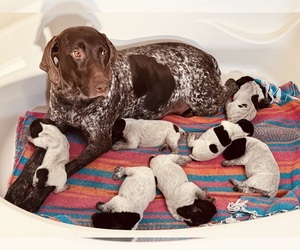 German Shorthaired Pointer Puppy for sale in WOODLAND PARK, CO, USA