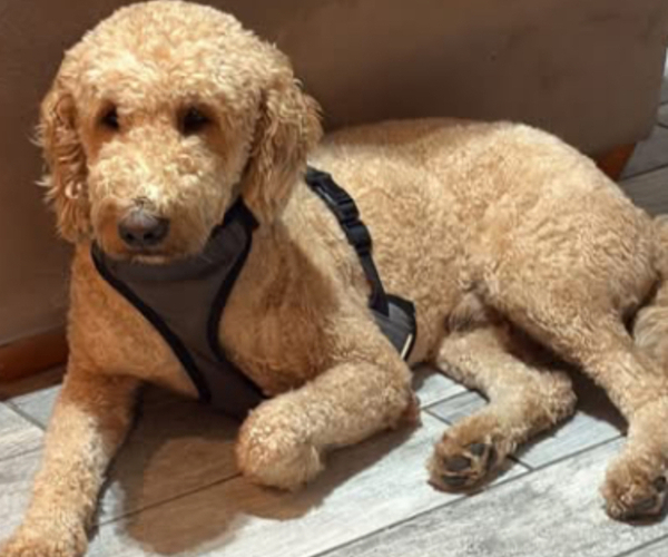Medium Photo #1 Goldendoodle Puppy For Sale in LAKE MARY, FL, USA