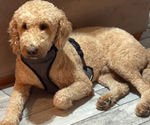 Small Photo #1 Goldendoodle Puppy For Sale in LAKE MARY, FL, USA