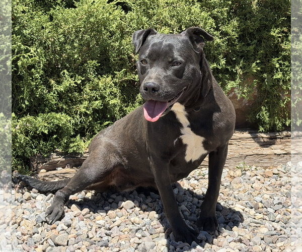 Medium Photo #4 American Staffordshire Terrier Puppy For Sale in Albuquerque, NM, USA