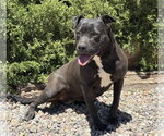 Small #3 American Staffordshire Terrier