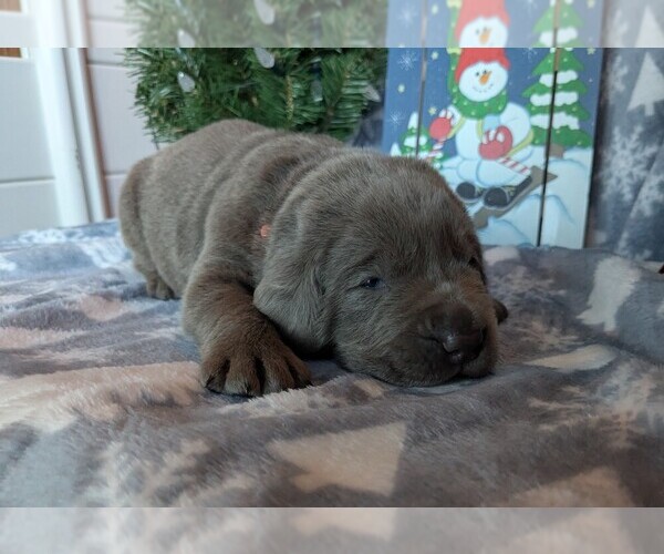 Medium Photo #1 Labrador Retriever Puppy For Sale in PALMYRA, VA, USA