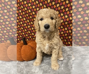 Goldendoodle Puppy for sale in DELAWARE, OH, USA