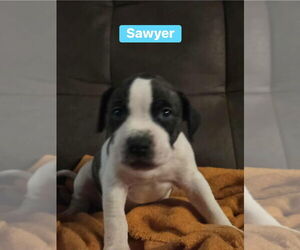 Mutt Dogs for adoption in Springdale, PA, USA