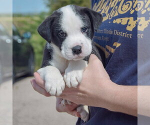 Bluegill - Female American Bulldog-Unknown Mix Dog for Adoption - Photo #2