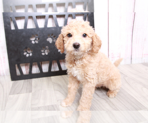 Goldendoodle (Miniature) Puppy for sale in MARIETTA, GA, USA