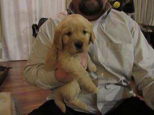 Golden Retriever Puppy for sale in SHINGLE SPRINGS, CA, USA
