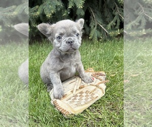 French Bulldog Puppy for sale in MIDDLEBURY, IN, USA