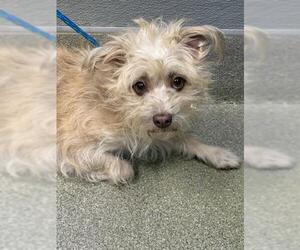 Mutt Dogs for adoption in Las Vegas, NV, USA
