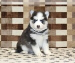 Small #3 Pomsky