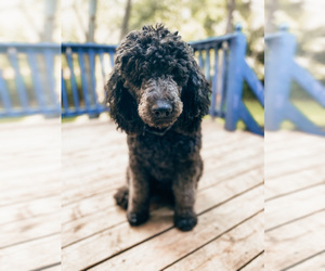 Father of the Poodle (Standard)-Saint Berdoodle Mix puppies born on 04/12/2024