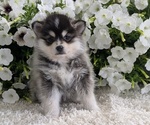 Small #8 Pomsky