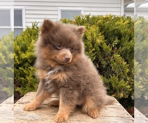 Pomeranian Puppy for sale in MIDDLEBURY, IN, USA