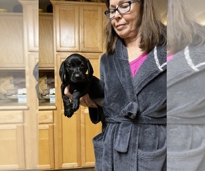 Dachshund-Labrador Retriever Mix Puppy for sale in LAKE ALFRED, FL, USA