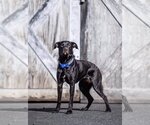 Small Photo #1 Labrador Retriever-Unknown Mix Puppy For Sale in Rustburg, VA, USA