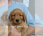 Small #5 Golden Retriever