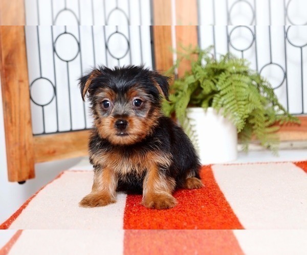 Medium Photo #3 Yorkshire Terrier Puppy For Sale in NAPLES, FL, USA