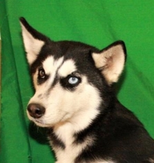 Siberian Husky Puppy for sale in SHAWNEE, OK, USA