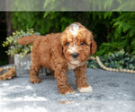 Small Photo #7 Cavapoo Puppy For Sale in KIRKWOOD, PA, USA