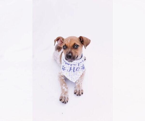 Medium Photo #11 Mutt Puppy For Sale in Princeton, MN, USA